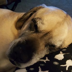 Meet your Posher, Dawn